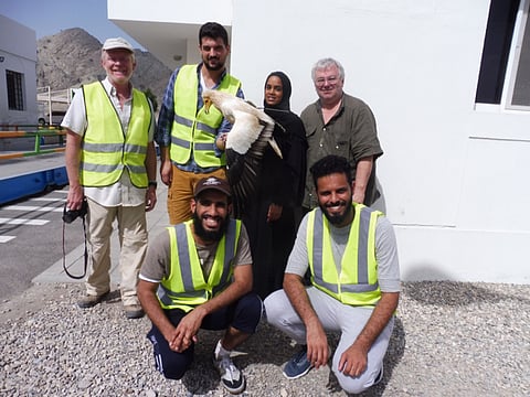 Endangered vulture faces threat in Oman