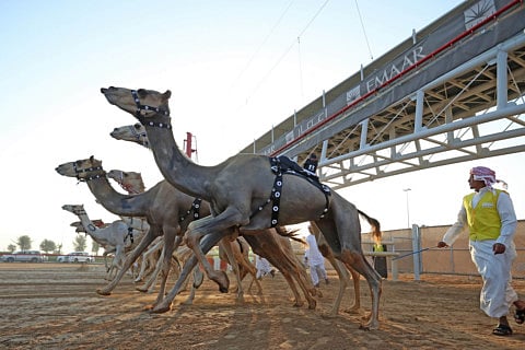 Camel racing helps preserve UAE’s rich sporting heritage