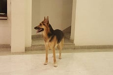 In two years, this dog has been through four homes