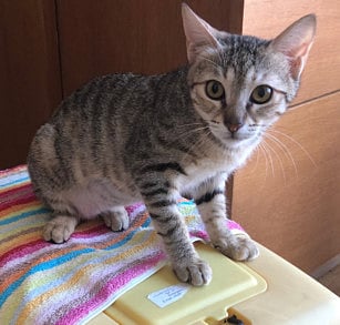 These kittens are up for adoption