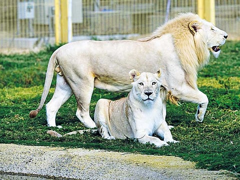 Virendra Saklani/Gulf News