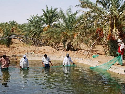 FAO Aquaculture
