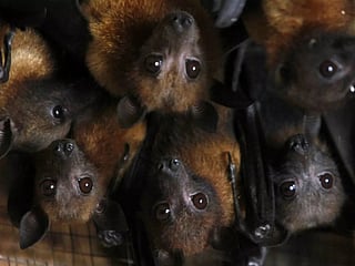 Probe on if Kerala Nipah patient got it from eating guava