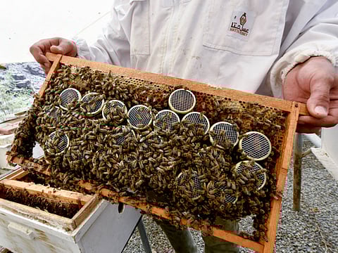 Ahmed Ramzan/Gulf News