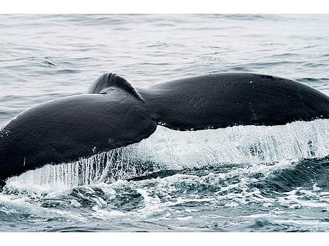 Japanese hunters kill 120 pregnant minke whales