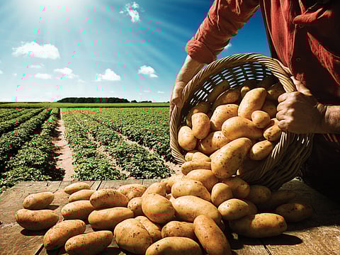 Potato farms in Saudi Arabia