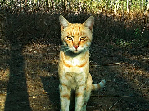 New Zealand unveils plan to eradicate feral cats after years of pussyfooting