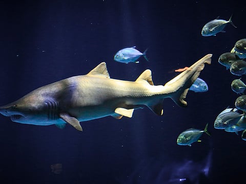 A school of fish trail a shark in the New York Aquarium's latest exhibit, Wednesday June 20, 2018, in New York. Picture for illustrative purposes only.