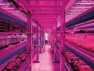 Sustainable farming gathers steam in the UAE