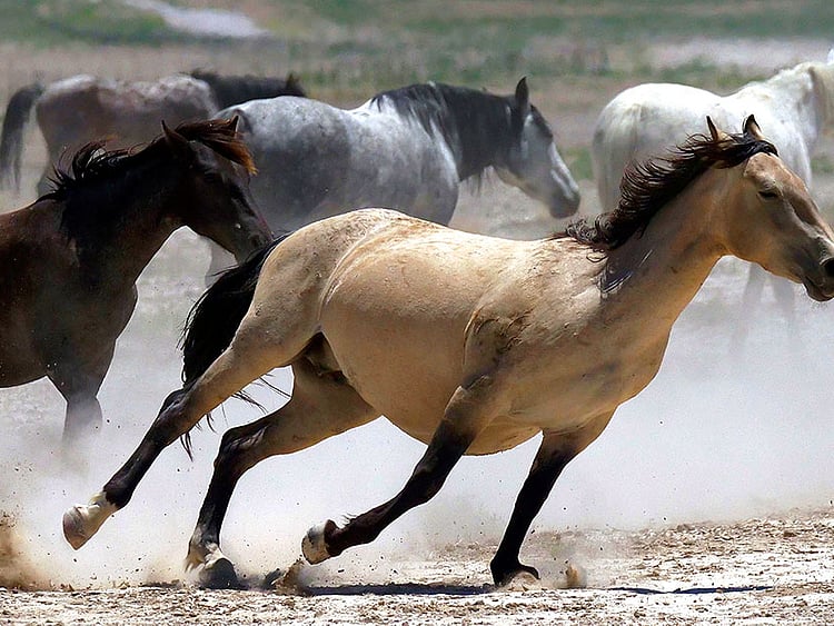 1.2255737-3666480984