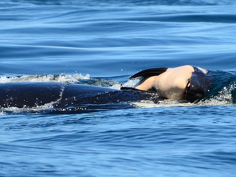 File photo of J35 with her dead calf in 2018. She has continued to follow her pod, travelling up to Vancouver before returning to San Juan Island. Each day, she averaged anywhere between 95 and 110km, all while working to keep a her baby’s 182 kilos body afloat.