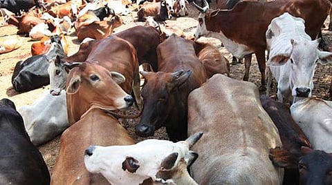 India: Research claims cow urine can cure cancer, tweeps furious