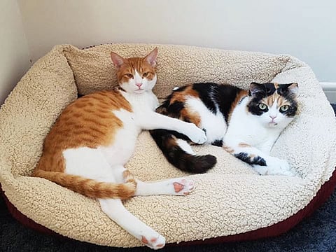 Abandoned animals looking for a home