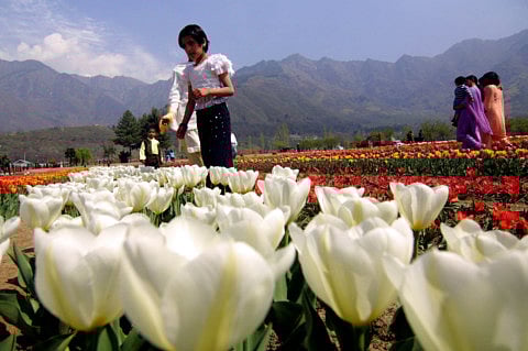 Tulip season brings tourists to Kashmir