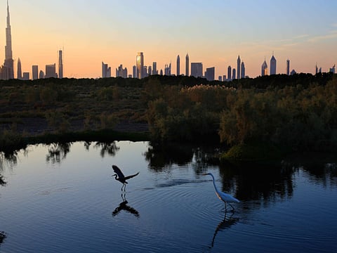 A view of Dubai's skyline during sunset from Ras Al Khor wildlife sanctuary.