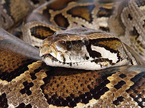 An 18-foot-long Indian python swallowed a new-born ‘nilgai’ in India, and then escaped into the forest before forest officials came to the scene.For illustrative purposes only.