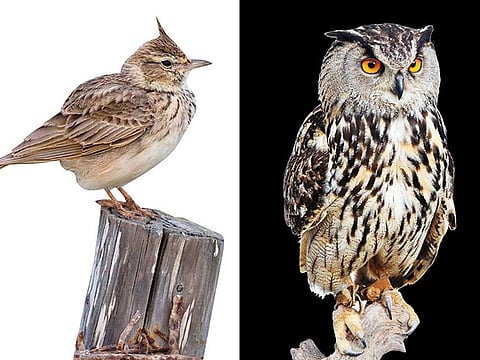 Larks or owls?