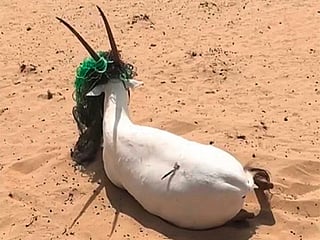 Watch: Shaikh Hamdan saves an Oryx