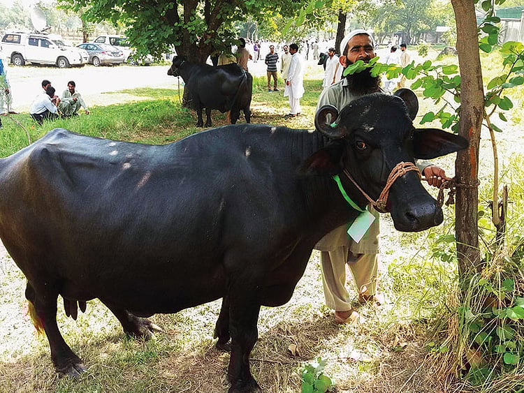 1.2283435-3033876471