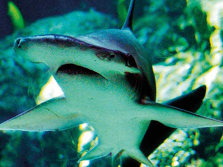 1.2275905-2952853180