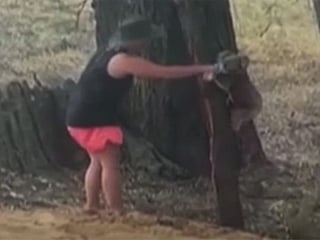 Koala drinks from water bottle in Australia heatwave