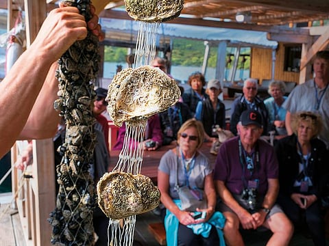 Tourists at an oyster farm in Mali Ston, Croatia, Oct. 4, 2018. Some of the world’s most delicious oysters have been farmed in the Adriatic Sea off the coast of Croatia since Roman times. They now face a deadly threat.