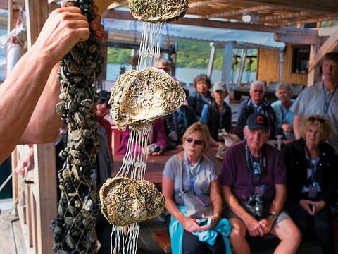 Tourists at an oyster farm in Mali Ston, Croatia, Oct. 4, 2018. Some of the world’s most delicious oysters have been farmed in the Adriatic Sea off the coast of Croatia since Roman times. They now face a deadly threat.