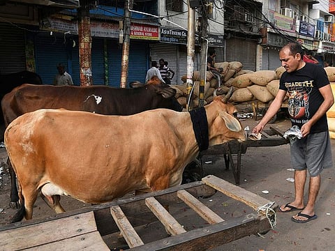 In this file photo taken on May 15, 2018 an Indian man feeds a cow with bread on a street in New Delhi.