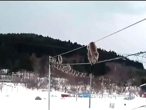 A screenshot of the video that went viral.