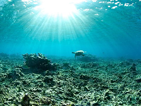 lone turtle swims barren coral reef damaged by coral bleaching caused by global warming.