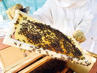 A sweet story from Expo 2020 Dubai