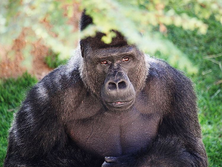 NAT-190116-Gorilla-132-(Read-Only)