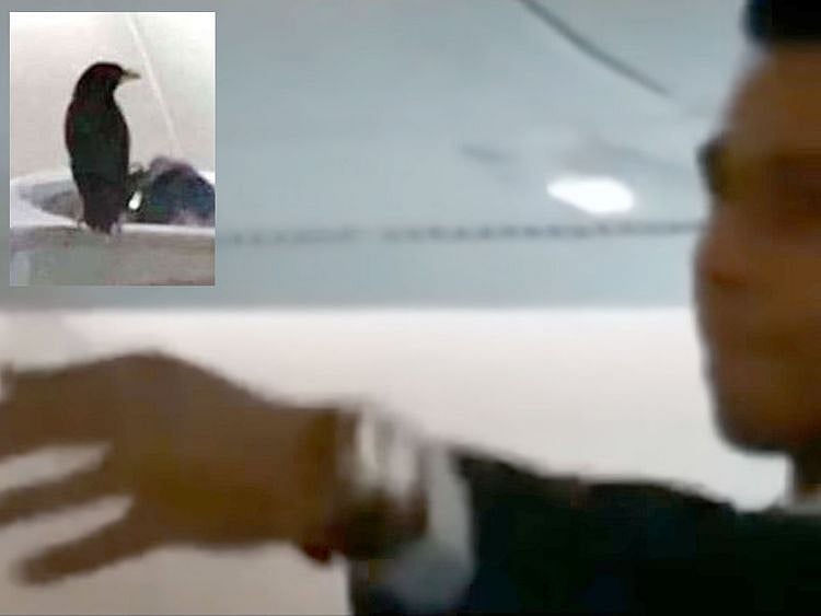 RDS_190116 Bird flies Business Class new