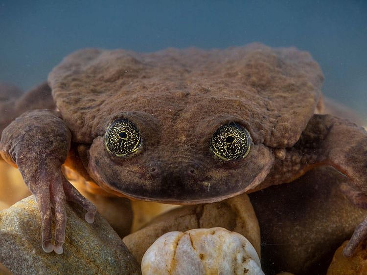 RDS_190117-Frog-finds-love-4-1547724482435