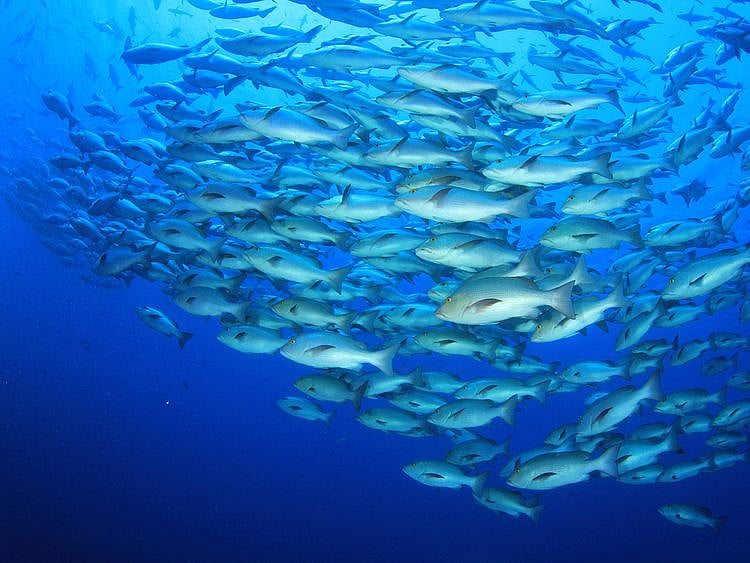 Aqua bridge fish farm