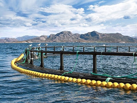 Aqua Bridge focuses on marine fish farming and hatcheries to support the local aquaculture sector.  