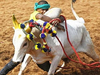 Bloodsport or celebration, has Jallikattu lost its charm?
