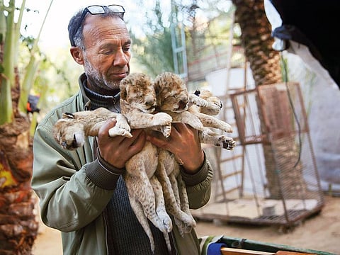 Zoo owner Fathi Jomaa holds the dead bodies of four lion cubs before he buries them at his zoo in Rafah refugee camp, southern Gaza Strip