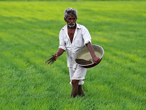 File photo: A farmer spreads fertiliser mixed with potash in his paddy field on the outskirts of Ahmedabad, India. 