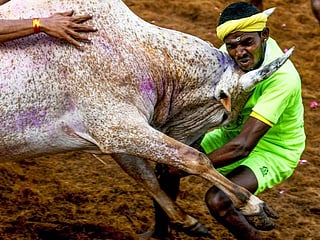 Photo gallery: Jallikattu — Celebrating south India's bull taming festivals