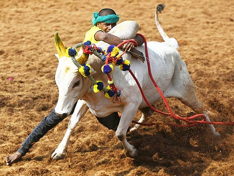 A participant tries to control a bull at the annual bull taming event 'Jallikattu' in Palamedu village on the outskirts of Madurai in the southern state of Tamil Nadu. 