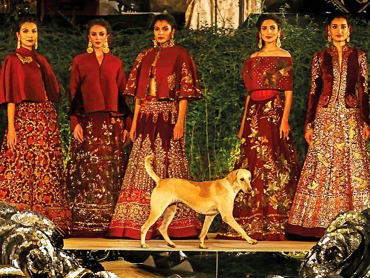 A stray dog walks along the models