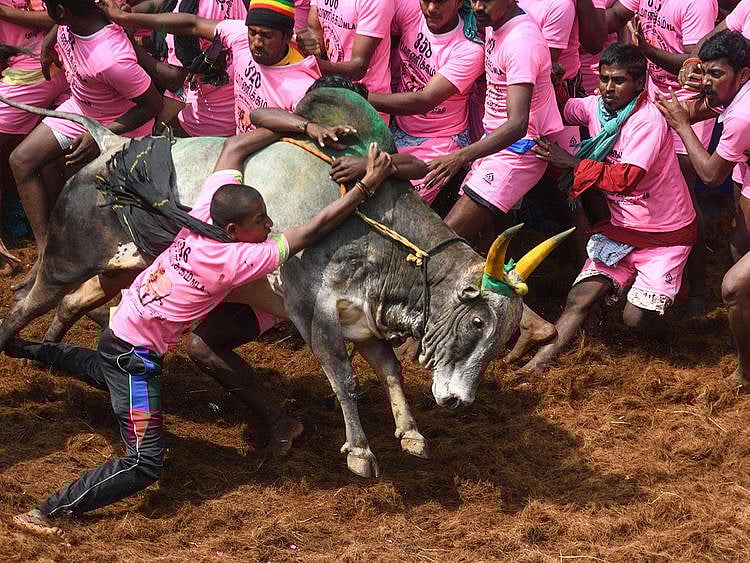 Jallikattu lead picture