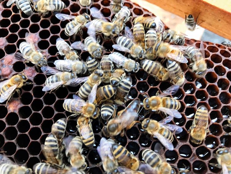 opn-A-honeycomb-with-bees-1548248236302