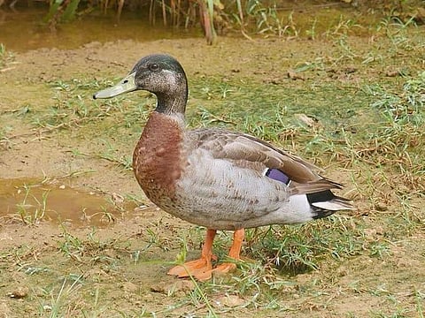 File photo: Trevor the duck on the Pacific island of Niue. 