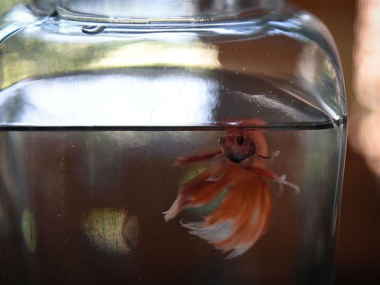 Siamese fighting fish