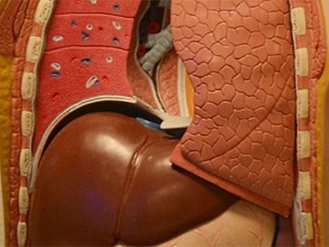 Non-alcoholic fatty liver disease is a silent, chronic condition. Image for illustrative purposes only.