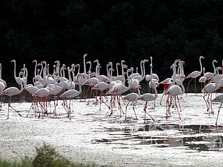 Living in harmony with the environment is an act of tolerance