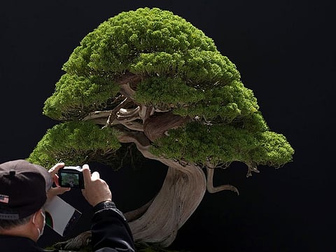 In this file photo taken on April 29, 2017 a visitor takes pictures of a bonsai displayed at the 8th World Bonsai Convention in Saitama.  A Japanese cultivator of "bonsai" trees issued a poignant appeal on February 12, 2019 to thieves who made off with his priceless potted plants, including a 400-year-old gnarled juniper.