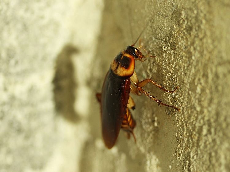 Cockroach generic